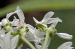 Narrowleaf whitetop aster